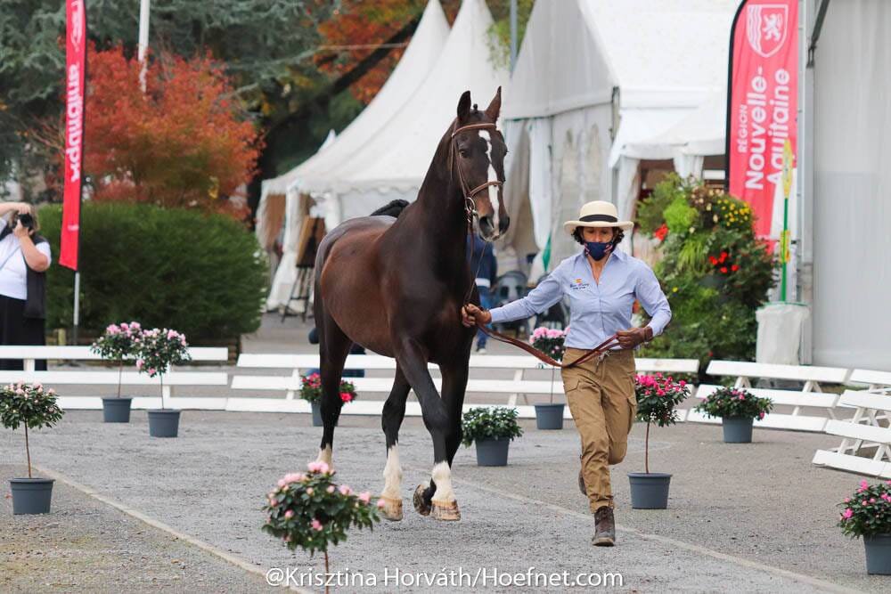 Carmen y Juan Goiburu Esnaola representan a España en el Mundial de Enganches de Pau